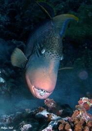 Maldives 2021 - Baliste a marges jaunes - Giant triggerfish - Pseudobalistes flavimarginatus - DSC00726_rcf